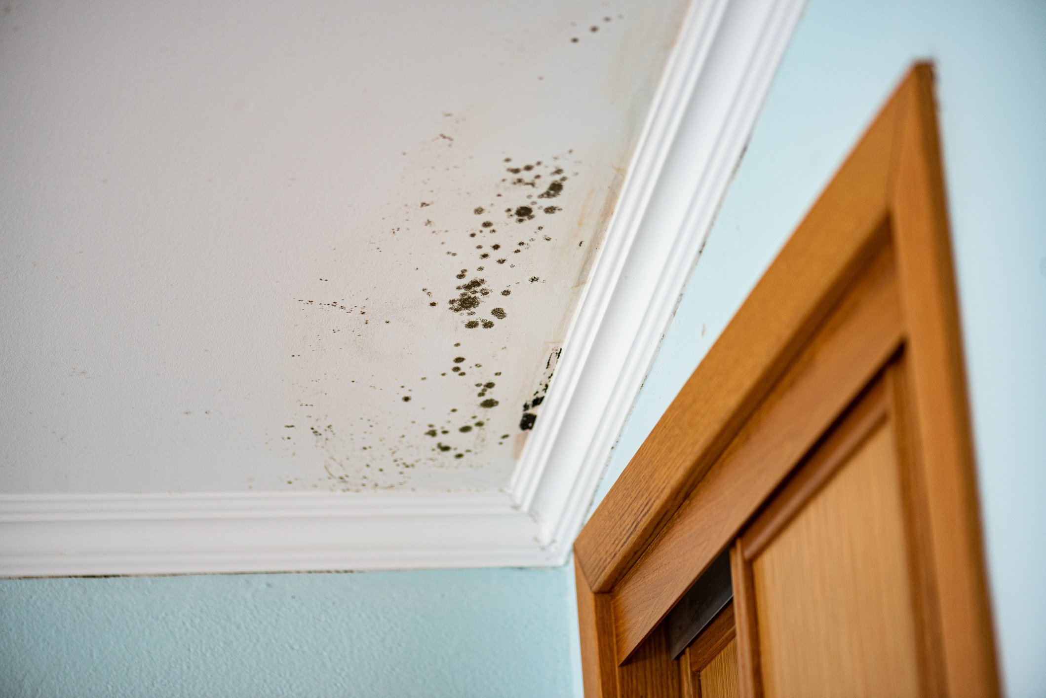 Mold Remediation